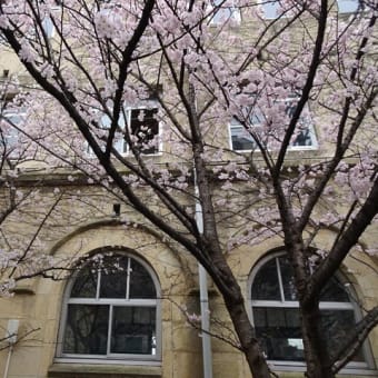 ２０２５年も管大臣社の飛梅と旧成徳中学校の桜　＠　京都妖怪探訪（９０７）