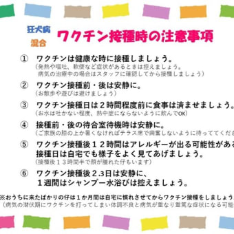 ●　狂犬病予防接種が始まっております💉【現在、診察は予約制となっております。】