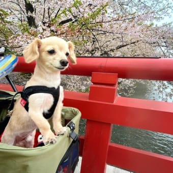 ●　GW後半が始まりました🌞【現在、診察は予約制となっております。】