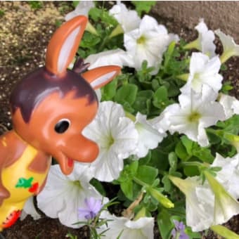 ロバくんと白いヒラヒラの花