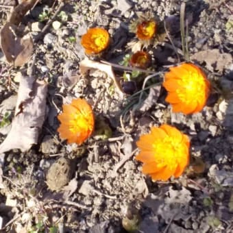 2月11日　ムクゲ自然公園、秩父紅とセツブンソウが咲き始めた