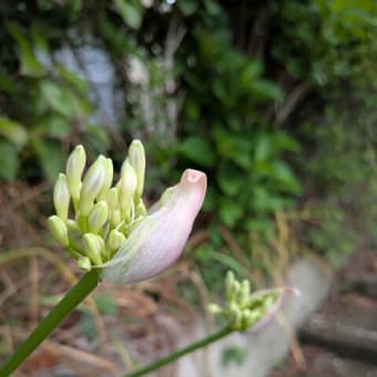 苞