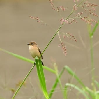 ノビタキ　最終になりました。