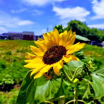ひまわり咲いて夏が来て