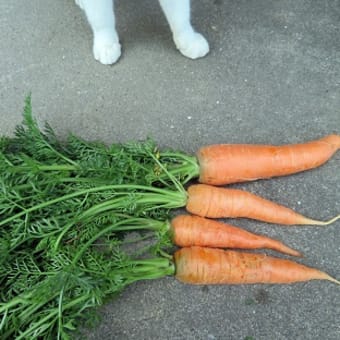 野菜の害虫発生