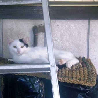 「猫とりこ　毎日スター　入れ替わり」　　　キャット川柳