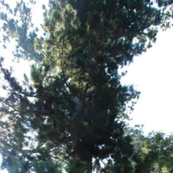 涼を求めて高尾山へ