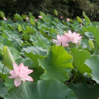 ブログ再開・八景水谷公園の蓮の花
