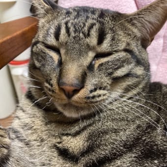 最近は