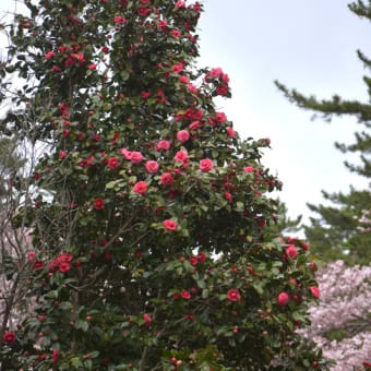 芦野公園の桜と電車、うさぎ