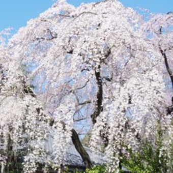 中院、喜多院のしだれ桜