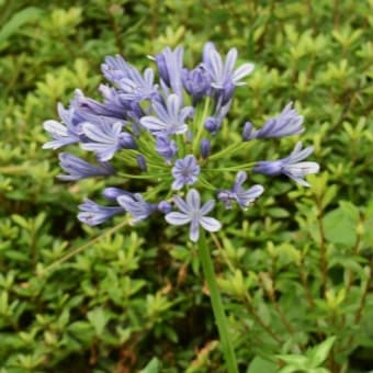 花散歩