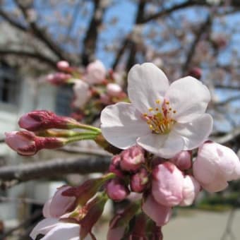 ソメイヨシノの花びら