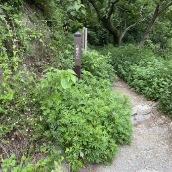 六甲山植物花見ハイキング