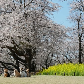 今年のお花見