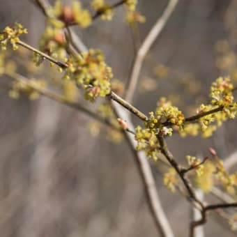 森に咲く最初の樹木～うっすらとした黄色が流れる