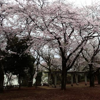 柏公園の桜