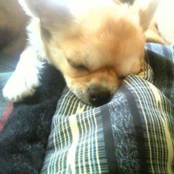 札幌市白石区　ペット犬