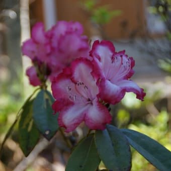 我が家の花便り