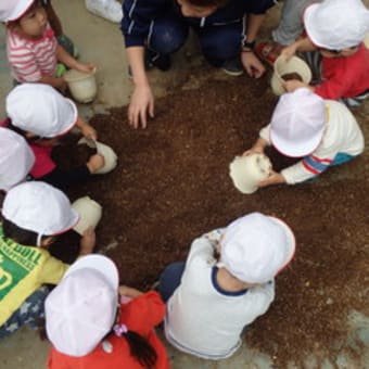 しろ　１歳児　チューリップを植えたよ♪