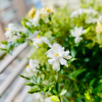 そんなところから空芯菜