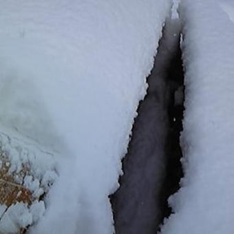 大雪の材木市！