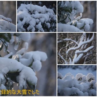 水戸の大雪