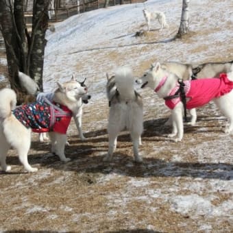 雪を求めて八ヶ岳自然文化園