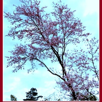 我が家前のお宅の桜で家からの花見です。