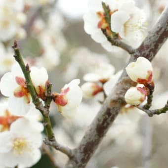 2月のお知らせ