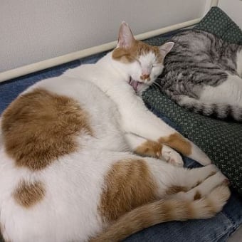  ５月と６月の猫たち