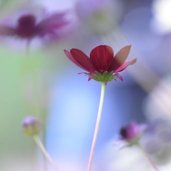 チョコの香りの花