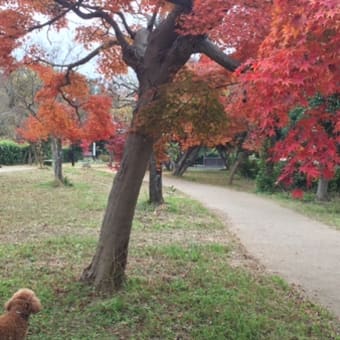 モンちゃんと紅葉