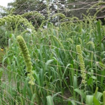 粟の穂と胡麻の花