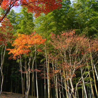 紅葉の京都の帰りには、【鉄板焼き】京とんちん亭に行きます。