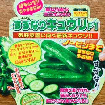 家庭菜園　すずなりきゅうり