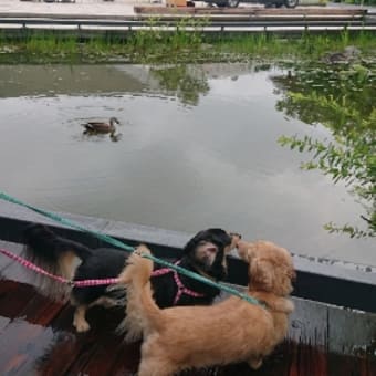 雨上がりの散歩は濡れ鼠