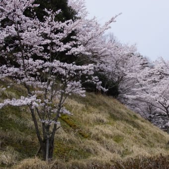 🌸桜🌸　満開に成り？？