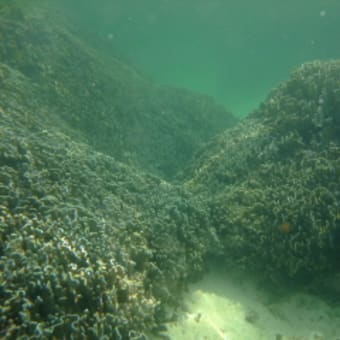 2008　アオサンゴの群生　白保の海