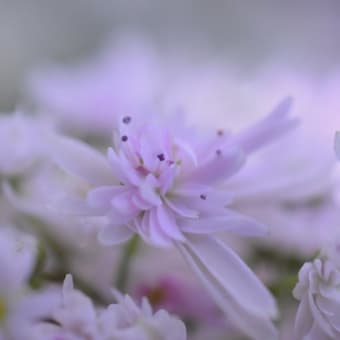 秋の木の実