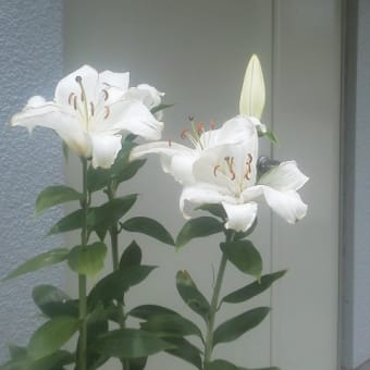 千里局の白百合