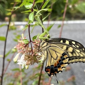 カマキリがアゲハを喰う