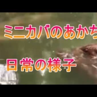 ミニカバのあかちゃんの日常をご覧ください。zoo 動物園