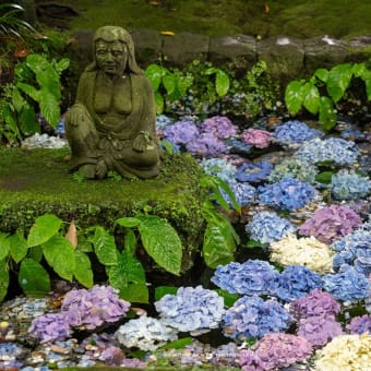 紫陽花の終演 【長谷寺/御霊神社界隈】 来週には剪定が始まります