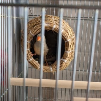 また産んだ🐦