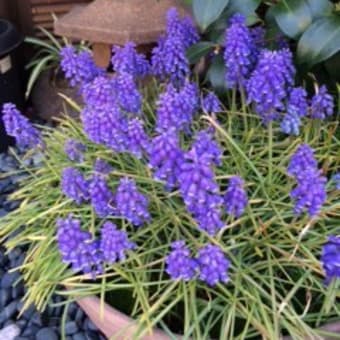 春は花