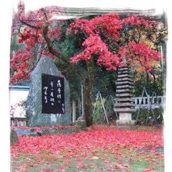 雨上がりのもみじ