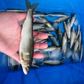 ６月１８、１９日の釣果
