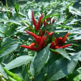 今元気な野菜　　夏の名残
