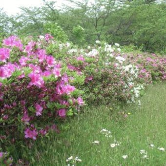 ５月２０日御所の台ふれあいパーク　ツツジの様子